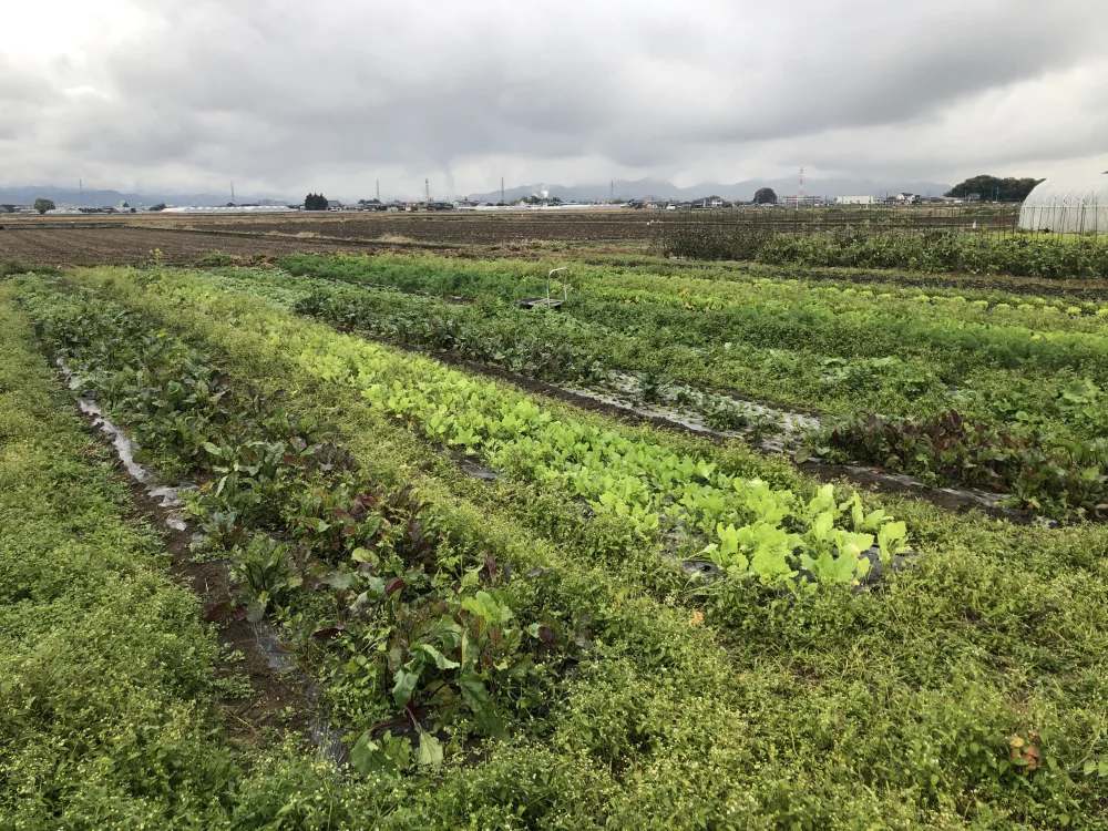 木菜米ルセット [定期便 月2回]