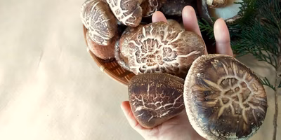 春子と迎える春