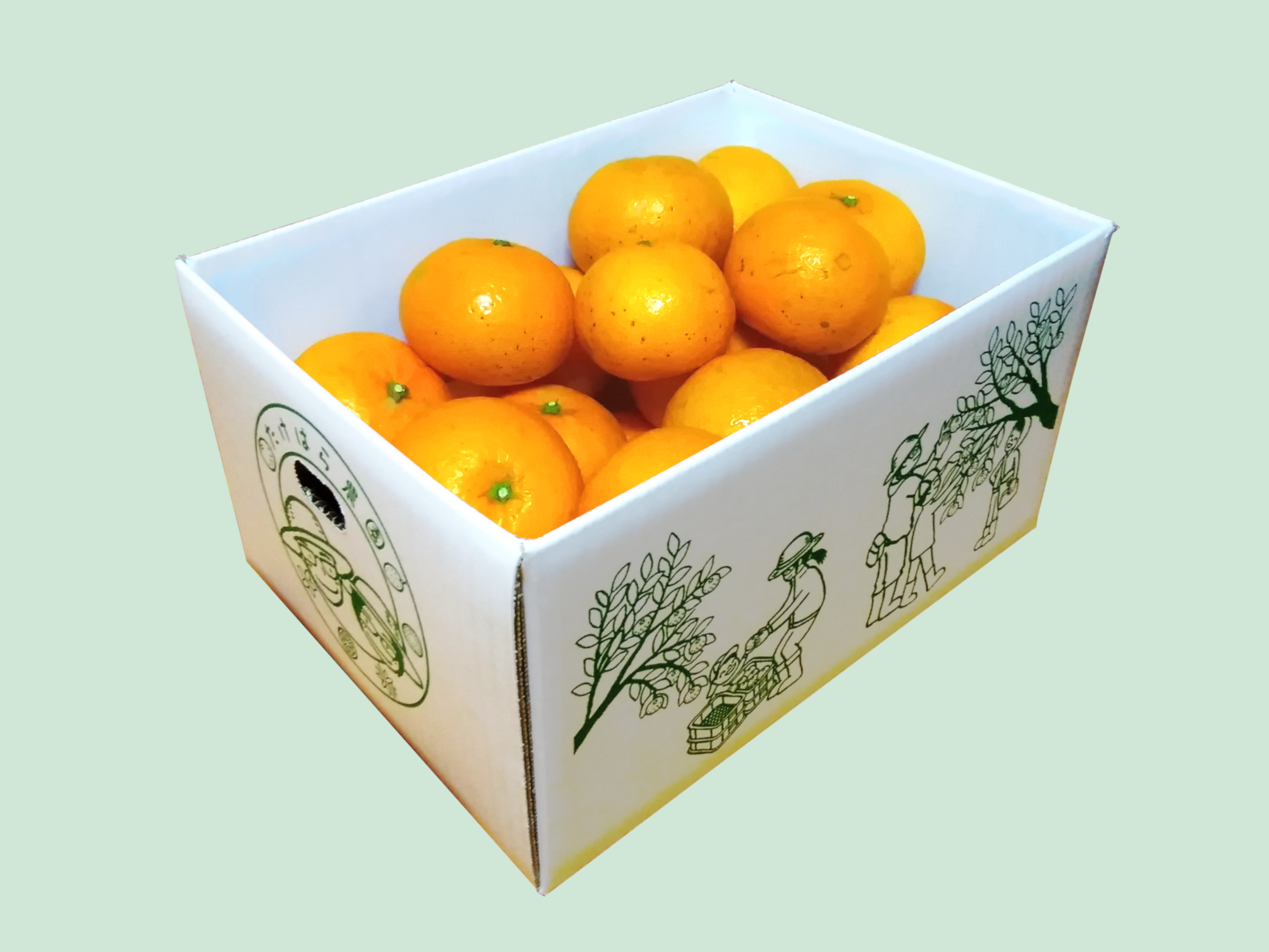 奄美大島産 たんかん（送料込み） ☆光センサー選別☆｜みかんの