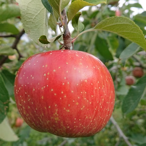 太陽の恵みたっぷり！岩手江刺産【サンふじ】★★★贈答品