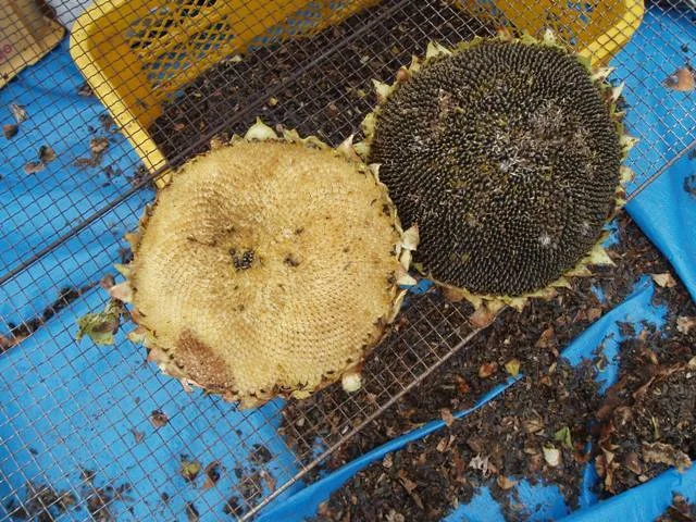 ひたちのくに（茨城県産）　ひまわり油　コールドプレス　農薬・化学肥料不使用