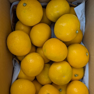 減農薬除草剤未使用 ご家庭用八朔　（約5キロ箱込）サイズS直径約7.3cm前後