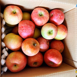 山形県産！　早生ふじ！　やたか！家庭用　5kg  、10キロ　　