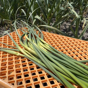《期間限定》パンチの効いた春の味！にんにくの芽！