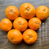 サプラ伊豆！爽やかな温州みかん【減農薬】