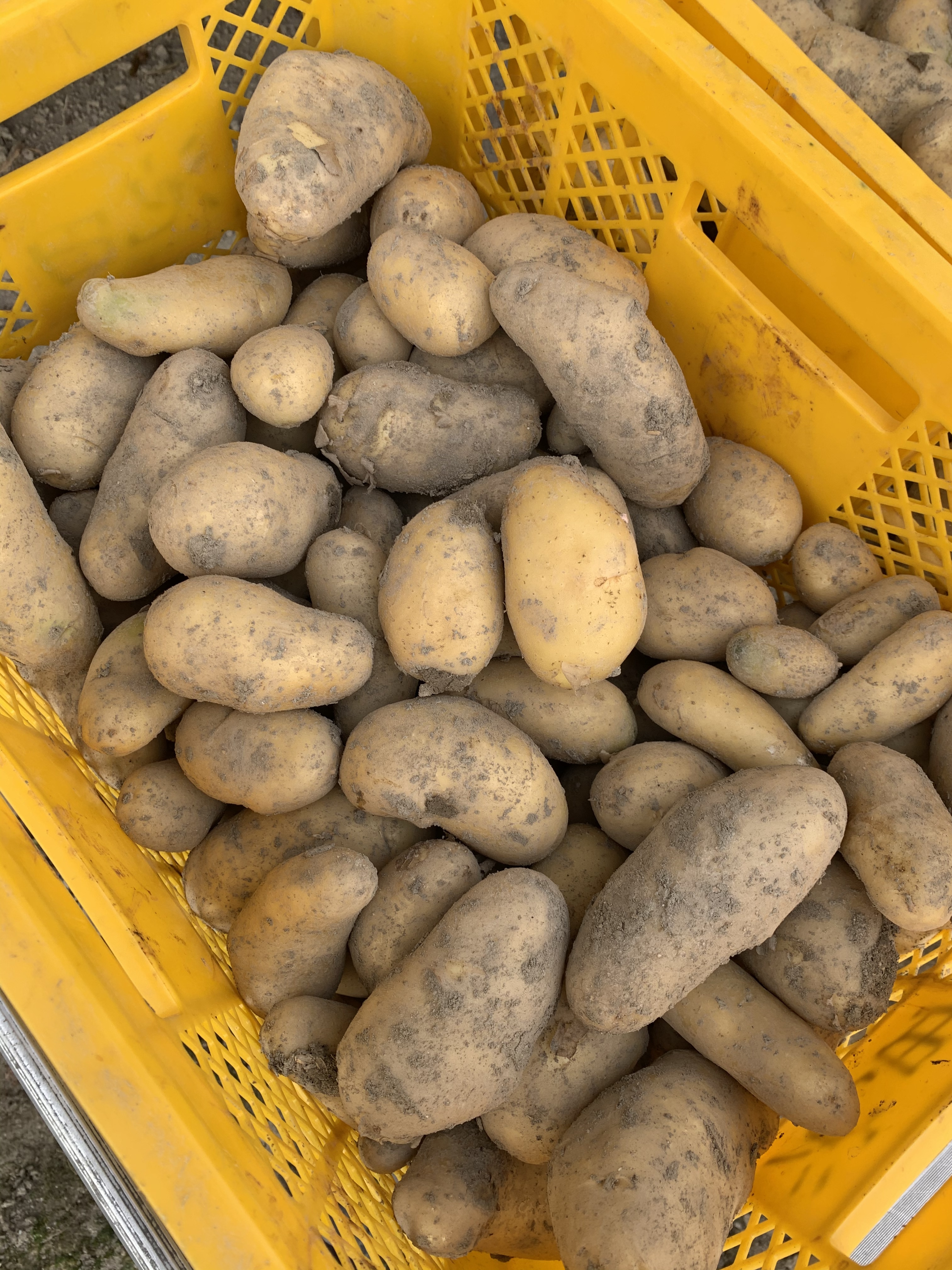 新じゃが〜淡路島からのメークイン メークイン2kg