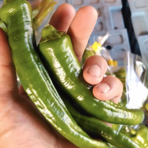 青森県八戸豊崎産　万願寺とうがらし　１kg