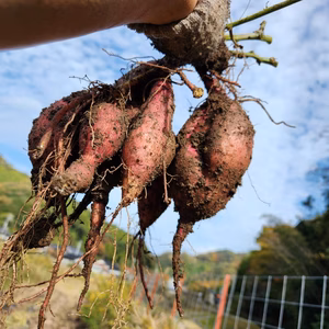 ねっとり、濃厚な甘さ！新温泉町産「安納芋」お届けします【11月末発送】