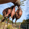 ねっとり、濃厚な甘さ！新温泉町産「安納芋」お届けします【11月末発送】
