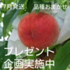予約限定価格  山梨県産 桃 家庭用《プレゼント企画実施中》《7月発送》