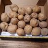 ♪送料650円♪　ジャガイモ（デジマ）0.9ｋｇ／ＭＳサイズ【農薬不使用】