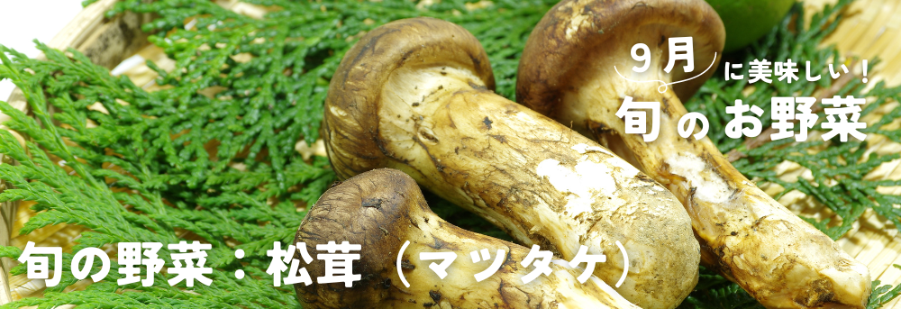 ９月に旬の野菜 マツタケ松茸