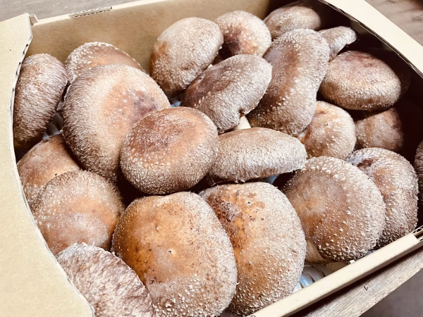 【鮮度抜群‼︎】とにかく旨い‼︎東京都産しいたけ