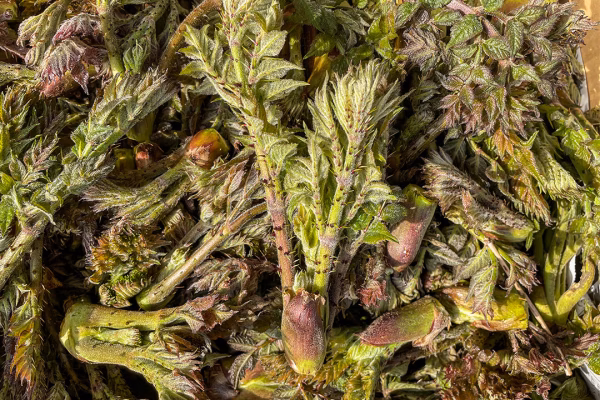 【数量限定・食べ収め】天然物 タラの芽 宮城県産 西根の森