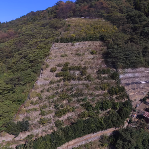 瀬戸内段々畑から旬先取り緑の極早生みかん　7日8日出荷分残り8kg