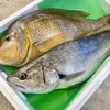 【送料別】本日発送！「あまりモノ」２種セット（3.7kg)