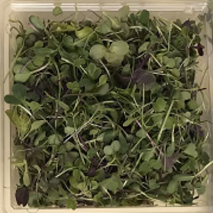 【お試しBOX】マイクログリーンミックス＆パクチー味比べセット