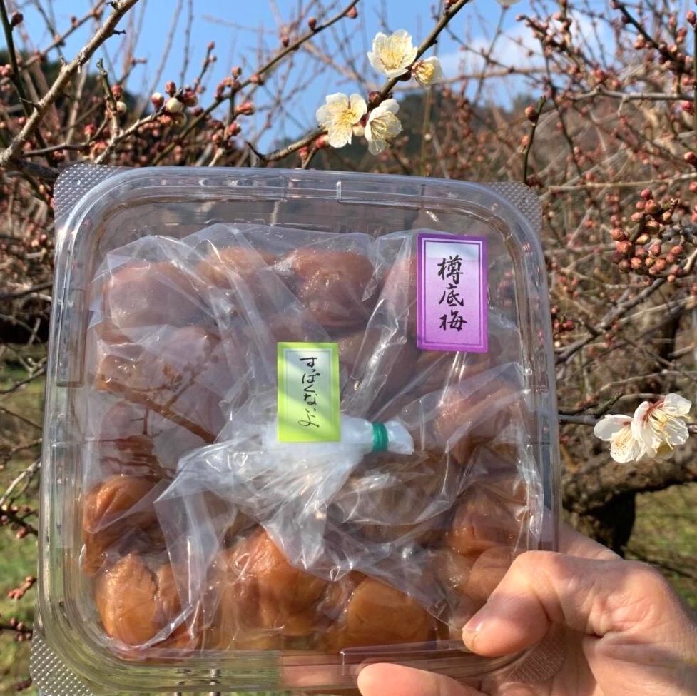 うめしごとのお手本????梅農家さんの梅干し のたしなみ | 農家漁師から産地直送の通販 ポケットマルシェ うめしごとのお手本????梅農家さんの梅干し のたしなみ | 農家漁師から産地直送の通販 ポケットマルシェ
