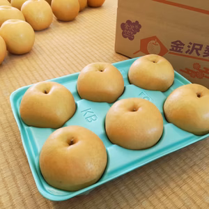 貴婦人の香り！新高梨大玉６～７個入朝どれ当日出荷！金沢市ブランド認証農作物