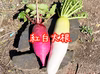 紅白大根＋キャベツセット❗️（農カード付き）