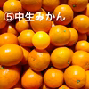 ♦︎それでもあなたは私の息子。2025【温州みかん】