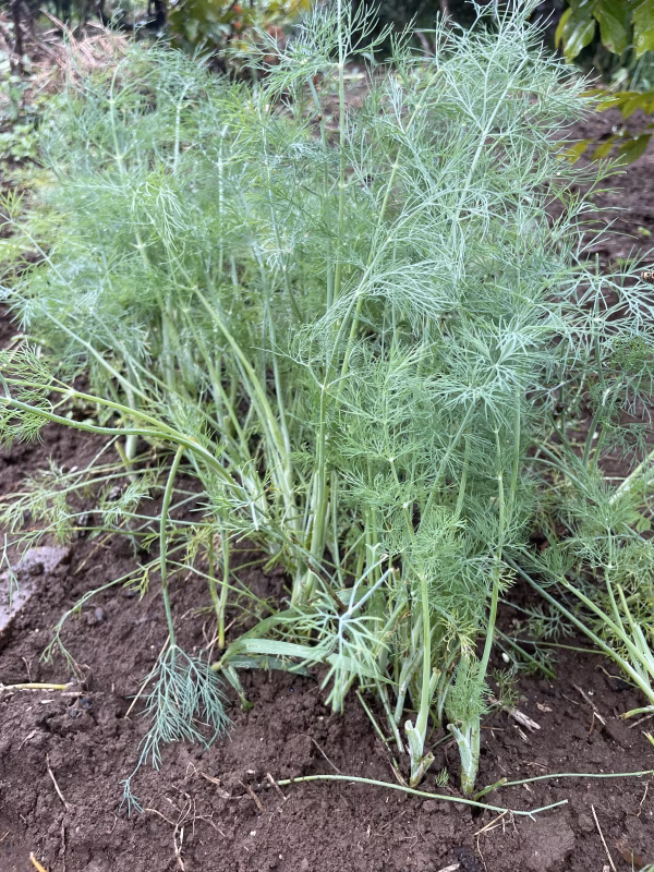 ディル　農薬は使ってません