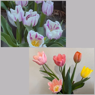 みんなの投稿の画像