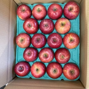 【ふじ】５キロ箱【家庭用】 12～２０玉程度