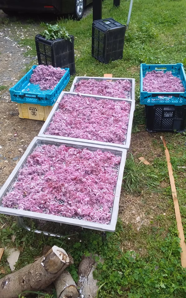 乾燥赤とさかのり