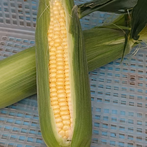 甘さあふれるスイートコーンプレミアム味来