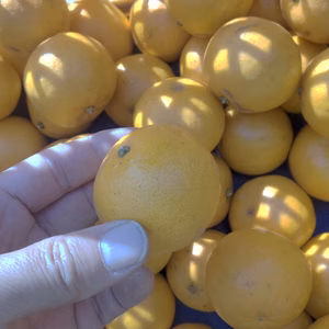 [訳あり▶小玉規格外の為] はるみ 2S以下