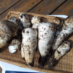 旬◆天然◆白松茸