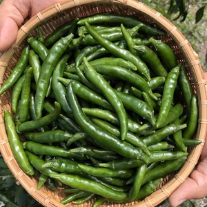 『常温発送』季節限定！生青唐辛子５００g『タイ　プリッキーヌ　中粒』