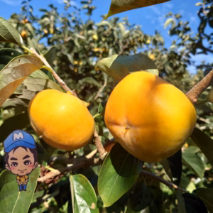 【特別価格】美味しいと人気の刀根早生♪ まーくん家のたねなし柿(´ｰ｀)