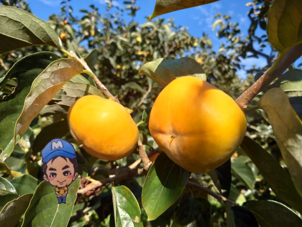 【特別価格】美味しいと人気の刀根早生♪ まーくん家のたねなし柿(´ｰ｀)