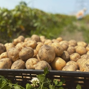 秋ジャガイモの定番「デジマ」1kg 栽培期間中の農薬・化学肥料不使用