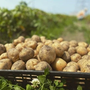 秋ジャガイモの定番「デジマ」1kg 栽培期間中の農薬・化学肥料不使用