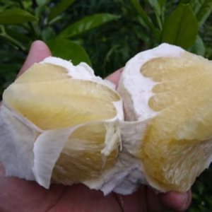 無農薬自然栽培の晩白柚2個(外皮に傷ありますが中身に影響なし)