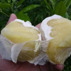 問合せ用  無農薬自然栽培の晩白柚2個、チャンドラポメロ2個