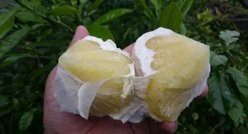 問合せ用  無農薬自然栽培の晩白柚2個、チャンドラポメロ1個