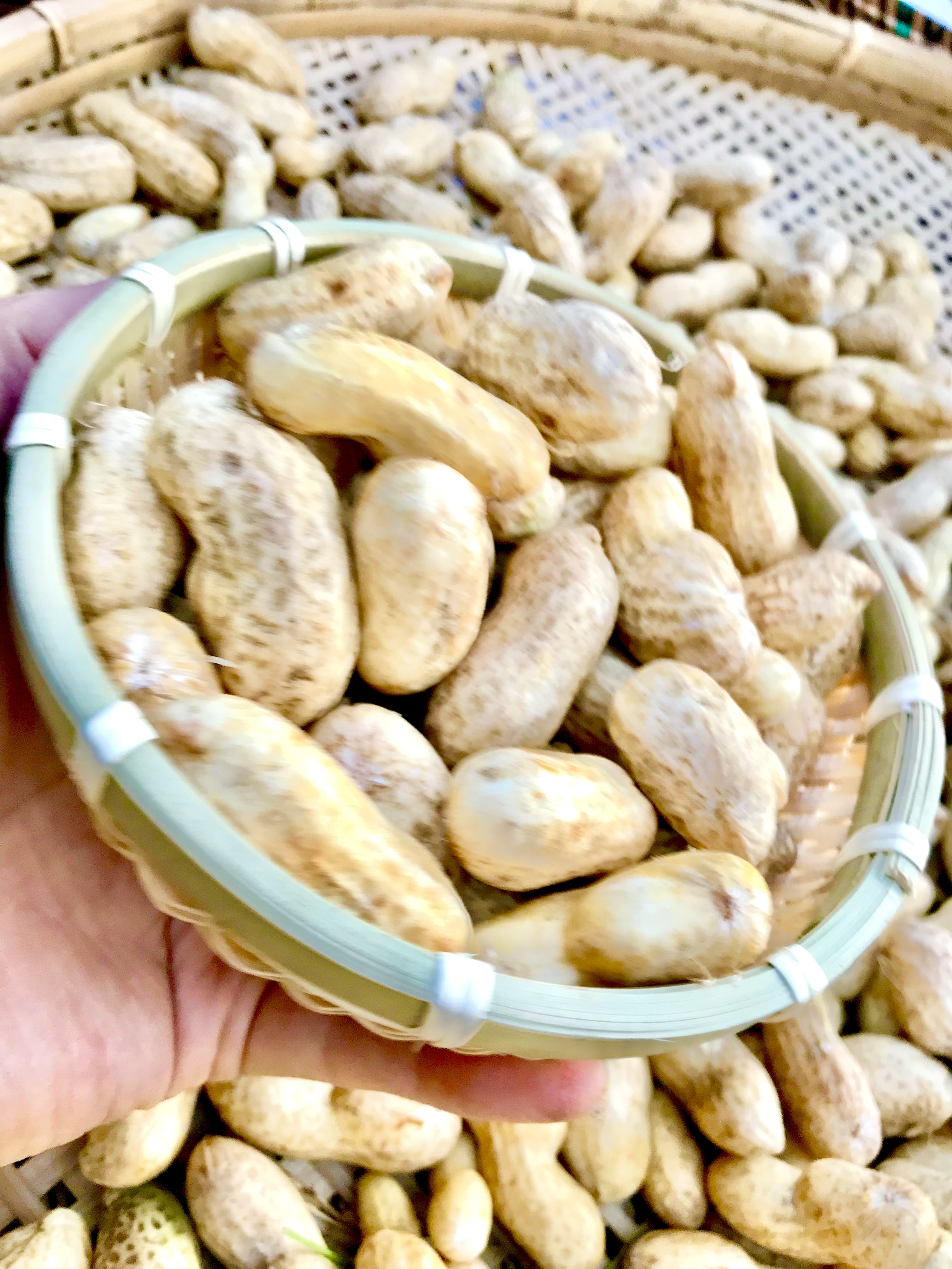 おおまさりの産直通販・お取り寄せ商品｜ポケットマルシェ｜産地直送で