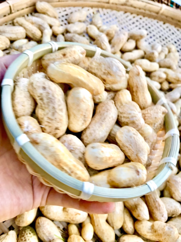 【殻付き生】落花生おおまさり 茹で用