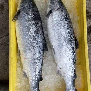 2本限定‼️船上神経〆マスノスケの助‼️ 3.1k（キングサーモン）