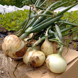 訳あり小さめ！土つきゴロゴロ美味しい玉ねぎ！