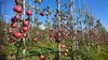 12月発送！長野県認証栽培の蜜りんご！サンふじ