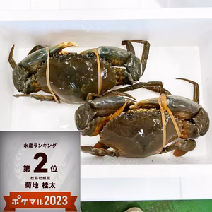 １個だけ販売 ノコギリガザミ　ドウマンガニ 急速冷凍品 約1500g