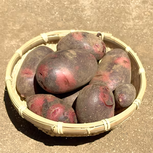 【土付き】ねっとり食感の派手なじゃがいも「グランドペチカ」