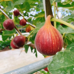 【お買い得】岡山県産 完熟いちじくドーフィン8月出荷