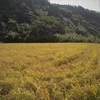 2020年9月収穫・新米！日本のバスマティ米、プリンセスサリー