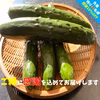 【残り43名】10％OFF(約2㎏)化学肥料なし！パリッ甘きゅうり「マジキュー」